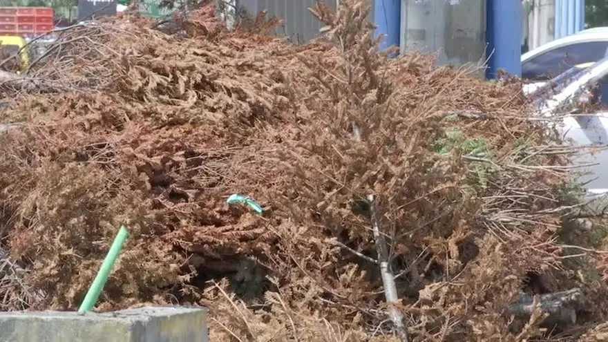 Autoridad de Aseo recolecta arbolitos de Navidad