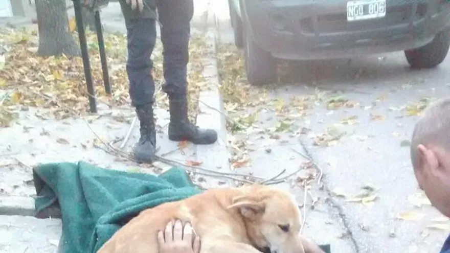 La tierna historia de ‘Tony’, un perrito que acompañó a su dueño tras un accidente