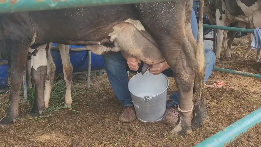 Un productor en el tradicional concurso de ordeño manual