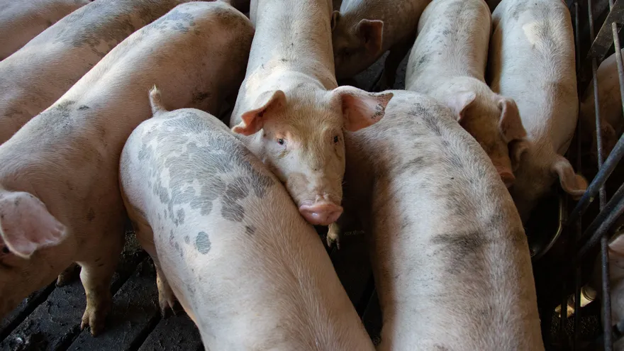 Pork producers demand urgent measures amid overproduction and market shortage