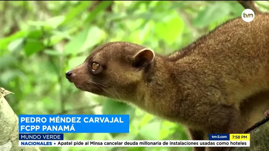 Mundo Verde: Kinkajous