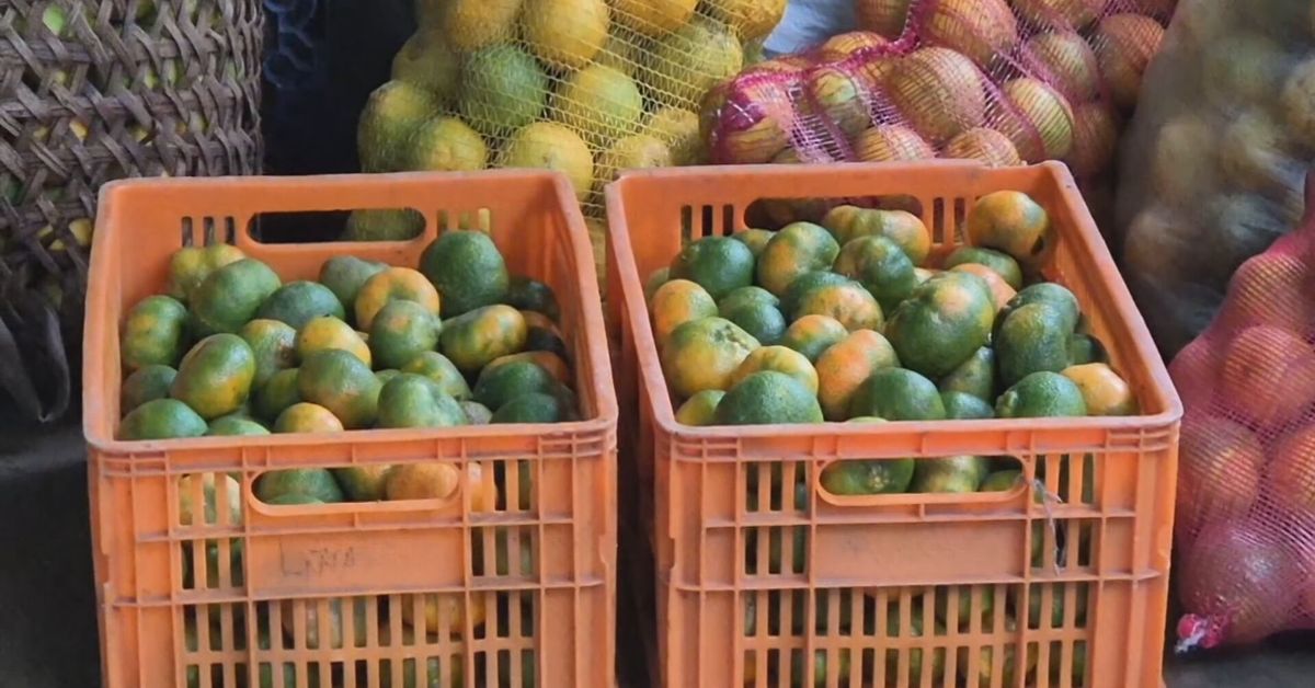 Alerta en Coclé: bacteria amenaza los cultivos de cítricos y obliga a medidas drásticas