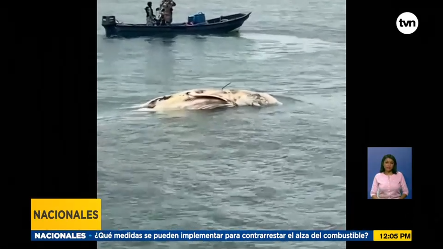 Llevan mar afuera a restos de cetáceo que apareció cerca al Casco Antiguo