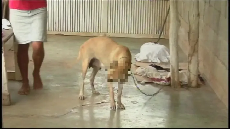 Cárcel para quien maltrate un animal