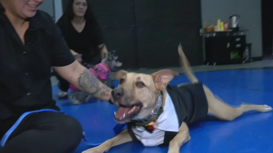 Yoda, un perro rescatado que requirió de clases de adiestramiento y resocialización.