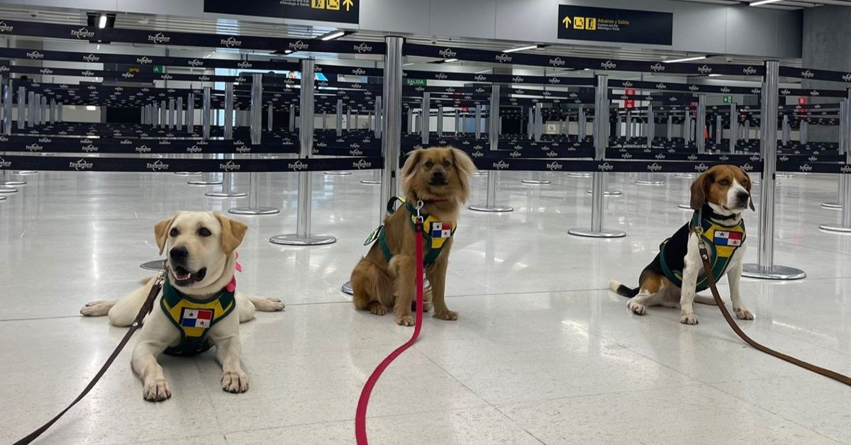 Unidad Canina del MIDA decomisó más de 286 kilos de productos en el Aeropuerto de Tocumen durante abril