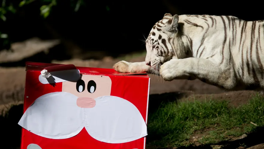 Las cajas contenían un festín de su dieta balanceada