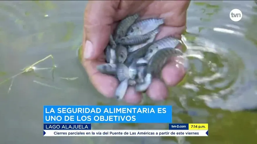 Realizan siembra de tilapia, carpa y colossoma en Lago Alajuela