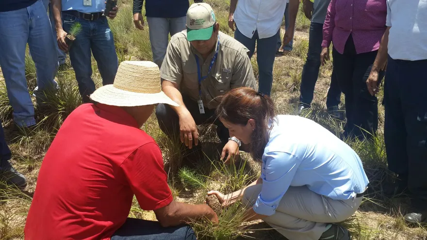 Realizan reforestación en Veraguas.