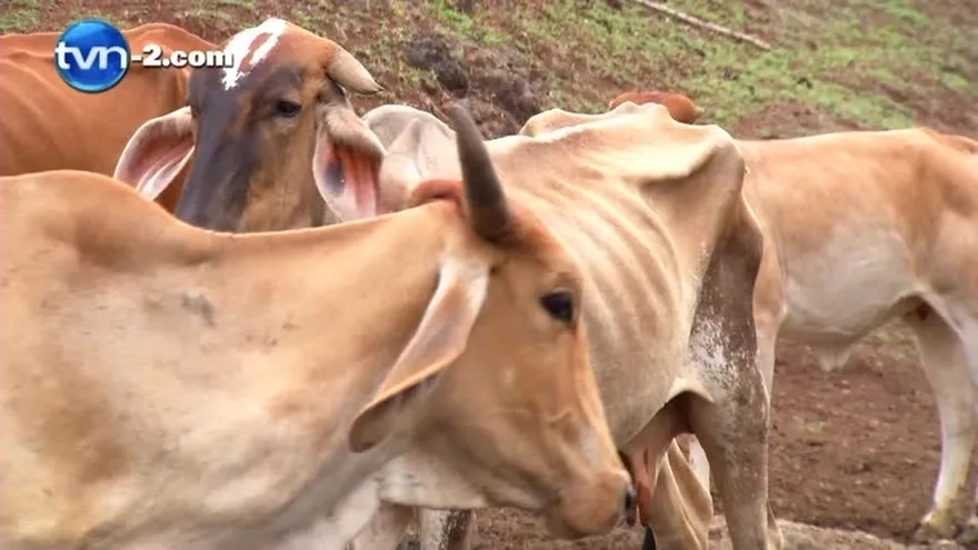 Idaan asegura que aún no estamos en situación crítica respecto a la producción de agua