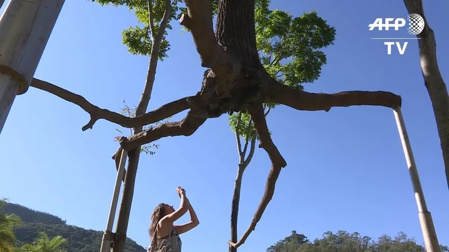 Arte selvático en Brasil