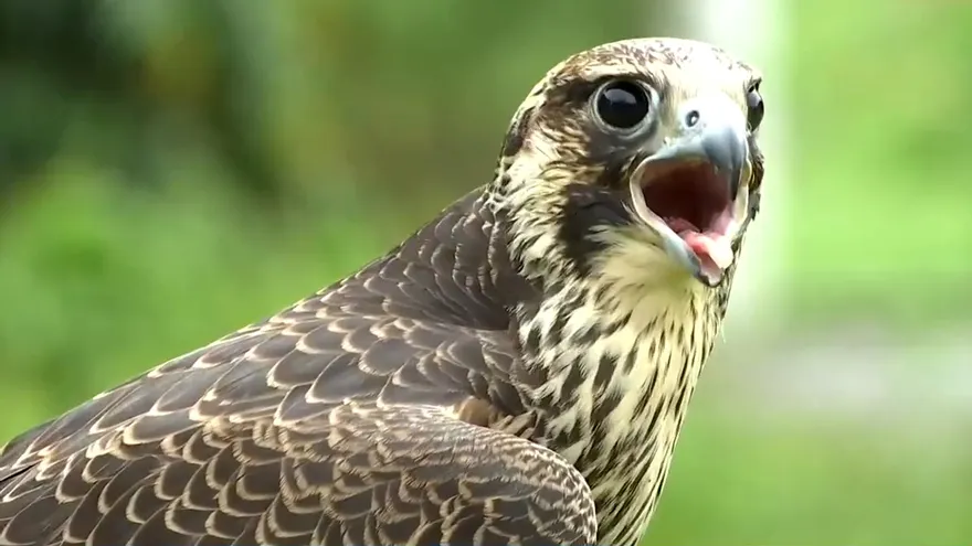 Mundo Verde: Halcón Peregrino