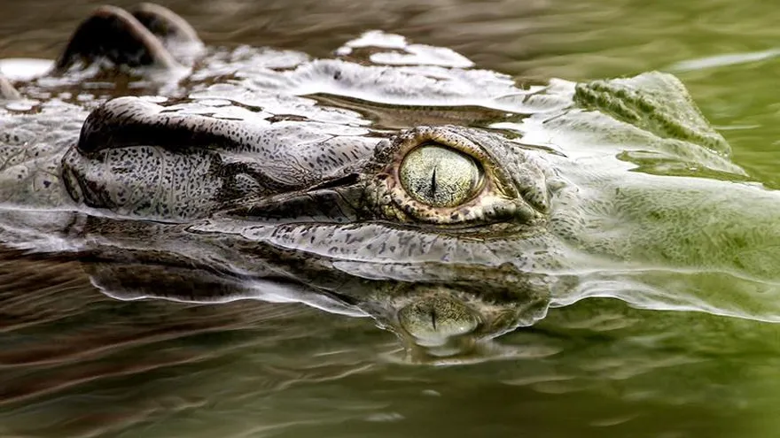 Fotografía fechada el 2 de marzo de 2015 que muestra un cocodrilo nadando en el río Tárcoles, en San José, Costa Rica.