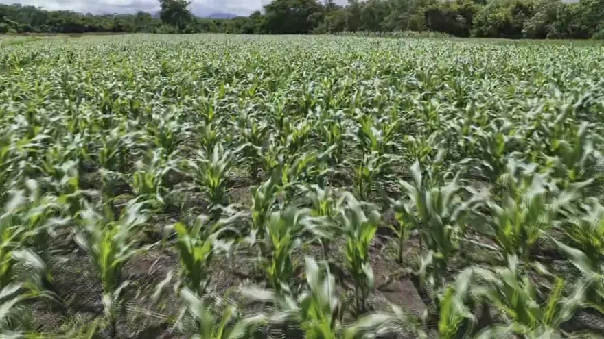 Actividades de la producción en Azuero seriamente afectada