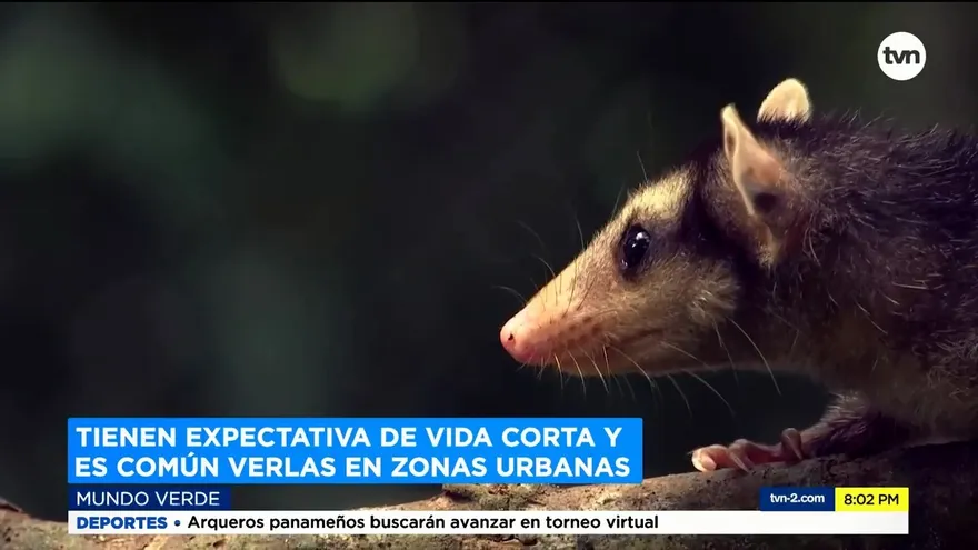 Mundo Verde: La zarigüeya