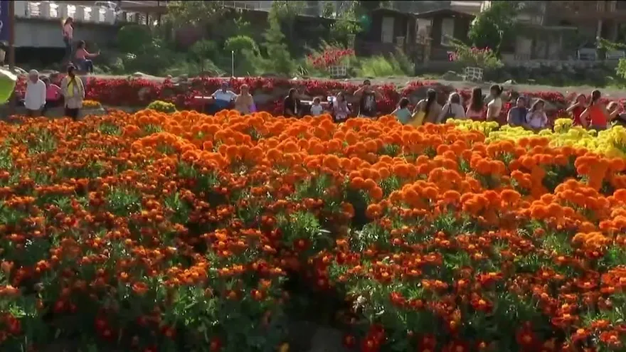 Variedad de flores y café, en feria de Boquete