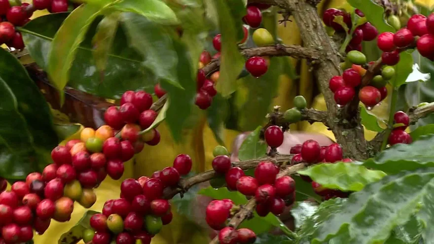 Los bajos precios hunden en la desolación a los cafeteros de Colombia