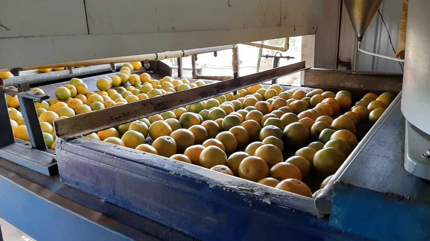 Naranjas coclesanas de exportación