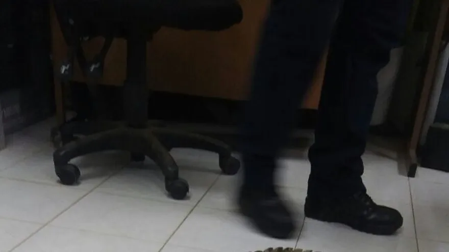 El  cocodrilo se encuentra bajo protección de personal del Ministerio de Ambiente.