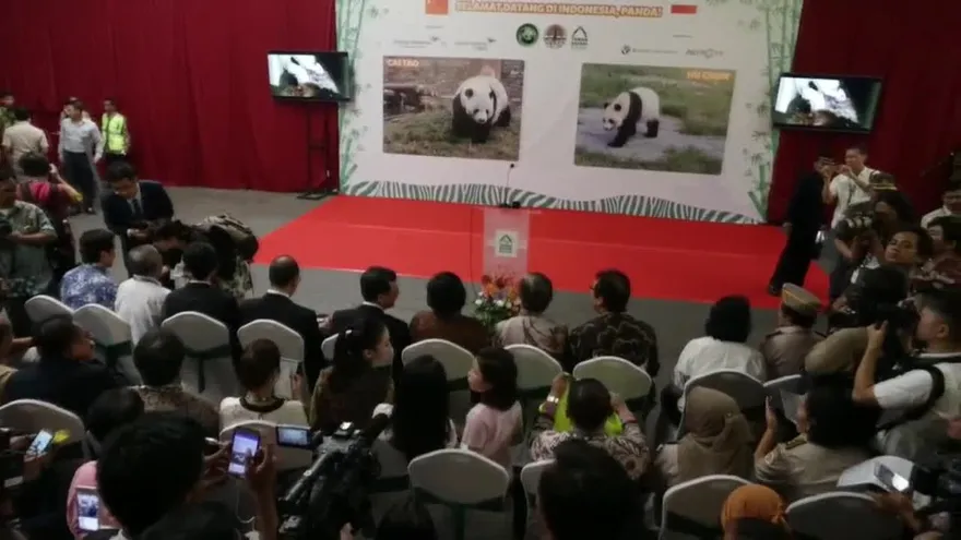 Zoológico en Indonesia recibe a dos pandas gigantes chinos