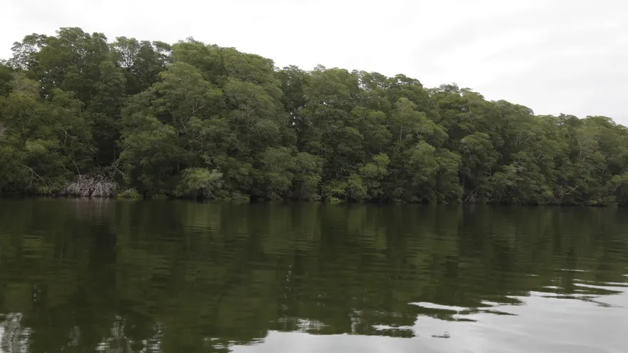Manglares de Panamá
