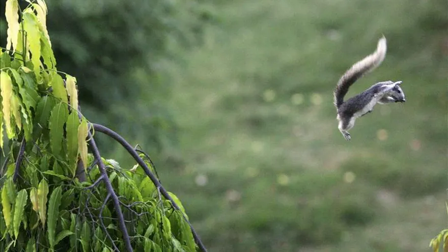 Vista de un ejemplar de ardilla voladora saltanto de un árbol a otro, animal con el que guarda gran similitud el nuevo espécimen de la familia de los petáuridos.