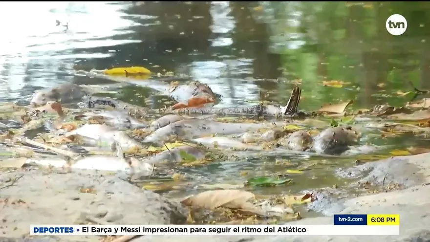 Ministerio de Ambiente inicia investigación por mortandad de peces