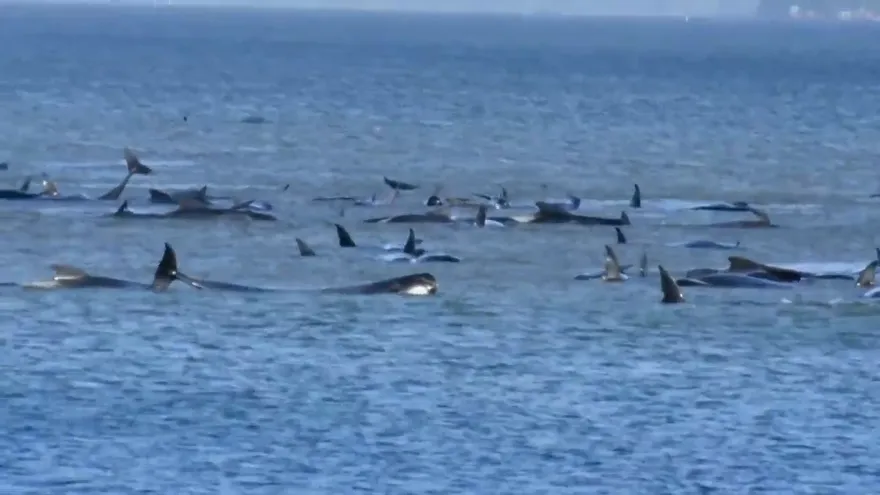 Cientos de ballenas varadas en una bahía remota de Tasmania