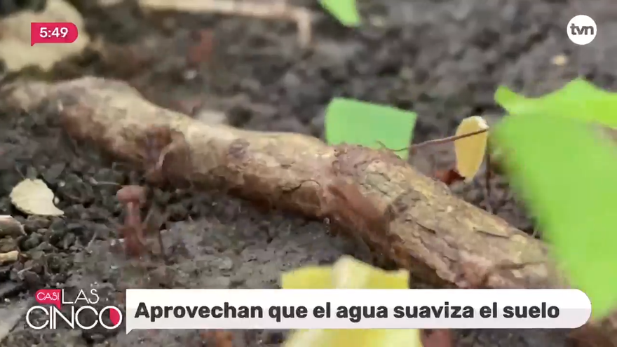 ¿Por qué salen los insectos en época lluviosa?