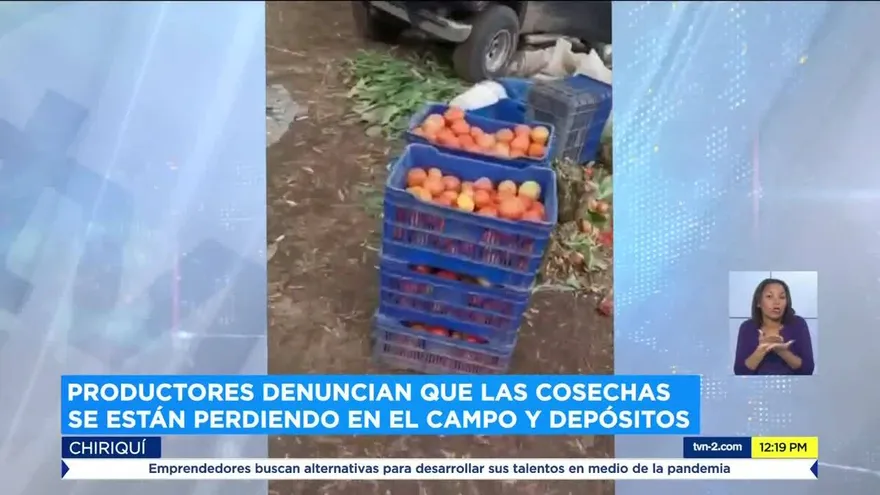 Productores denuncian perdida de la cosecha de tomate y pimentón en Chiriquí