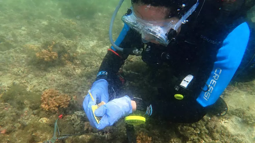 Victoria Glyn buceando en el archipiélago panameño de Las Perlas.