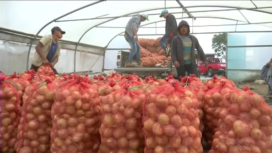 Retienen contenedor de cebollas por no cumplir protocolo de importación