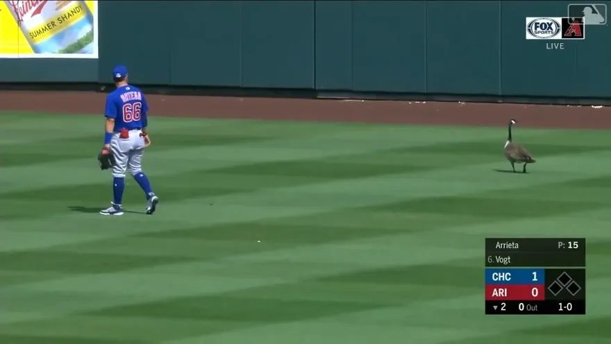 Un ganso invadió el campo de juego en partido de pretemporada de la MLB