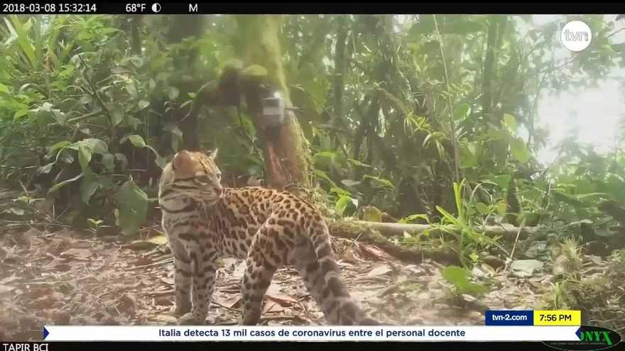 Mundo Verde: Manigordo