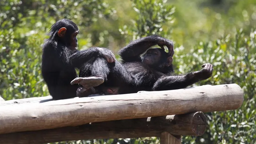 Fotografía de chimpancés.