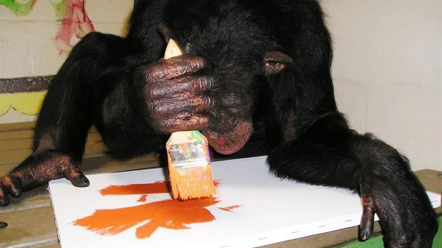 Fotografía cedida por el Centro para Grandes Simios hoy, jueves 20 de julio de 2017, en donde aparece la chimpancé Kenya pintando una de las obras que serán exhibidas como parte de la muestra "Simios que pintan" en la galería Frames USA & Art en Miami, Florida.