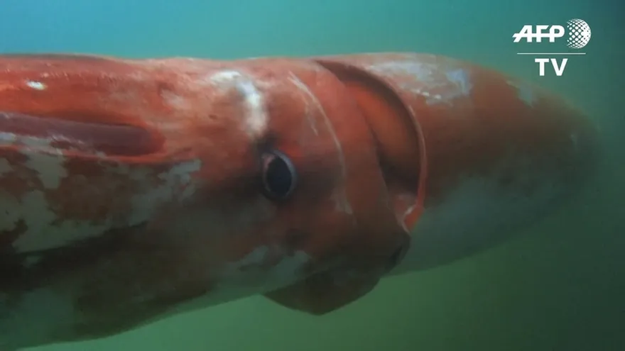 Calamar gigante deja boquiabiertos a japoneses