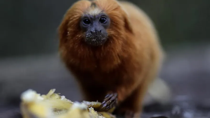 Fotografía de un mono de la especie tamarino león dorado, en peligro de extinción y una de las especies más emblemáticas de Brasil, este jueves en Ciudad de Silva Jardim (Brasil)