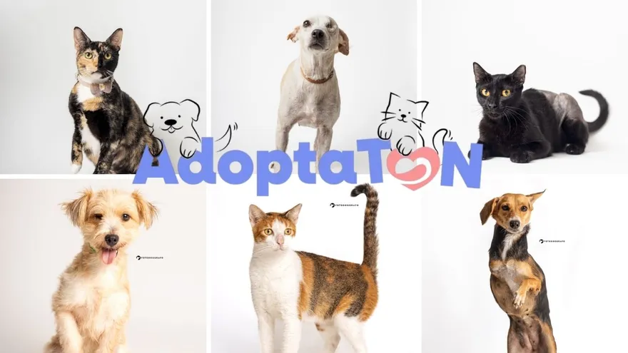 Perros y gatos adultos que buscarán una familia en el Adoptatón de Misión Patitas el próximo sábado 18 y domingo 19 de julio de 2026