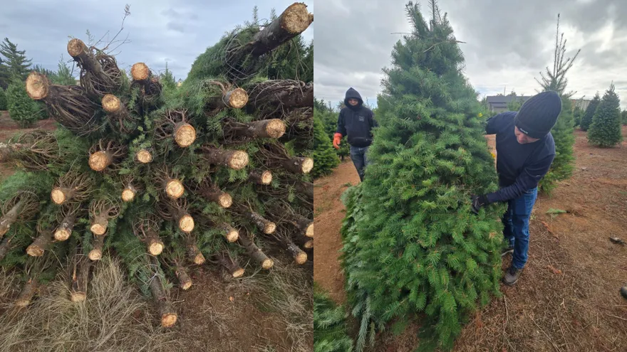 Personal técnico de la Dirección Ejecutiva de Cuarentena Agropecuaria del MIDA realizara una misión oficial en el estado de Oregón, Estados Unidos, con el propósito de efectuar inspecciones y muestreos en el punto de preembarque de los árboles naturales de navidad que serán enviados a Panamá.