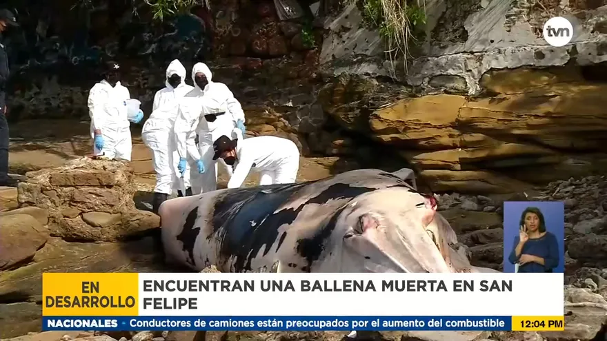 MiAmbiente investiga muerte de ballena encontrada en La Playita en San Felipe
