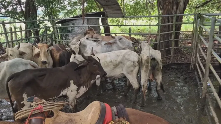 Panamá sigue negociando para exportar carne a EEUU