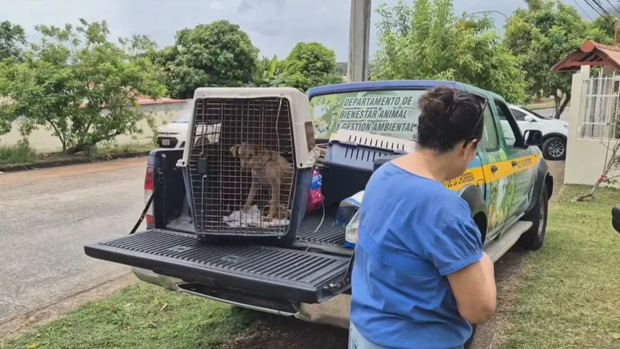 From fire to shelter: dog and her puppies saved in Panamá Oeste