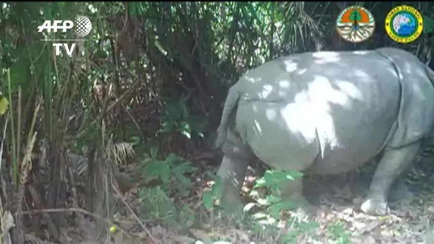 Descubren crías de rinoceronte amenazado