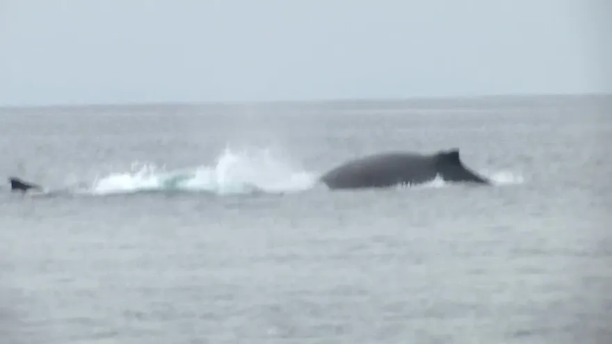 Nuevas reglas a embarcaciones para avistamiento de animales