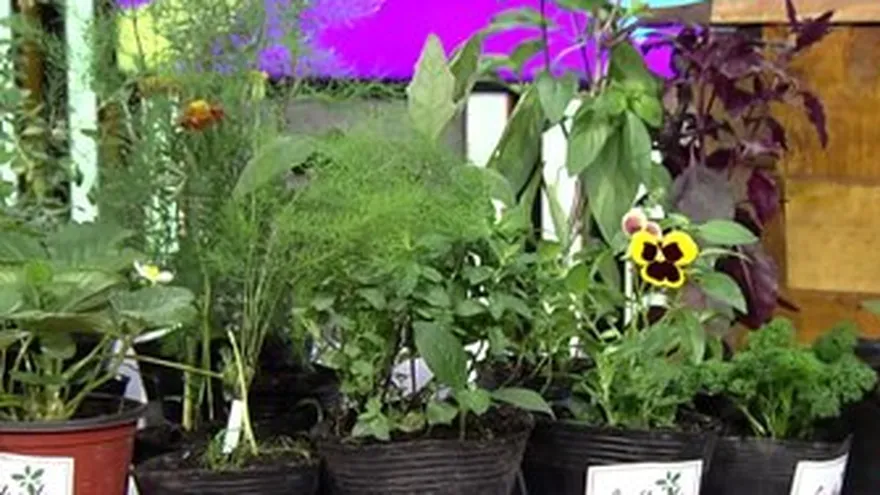 La huerta Panamá: producción de plantas comestibles