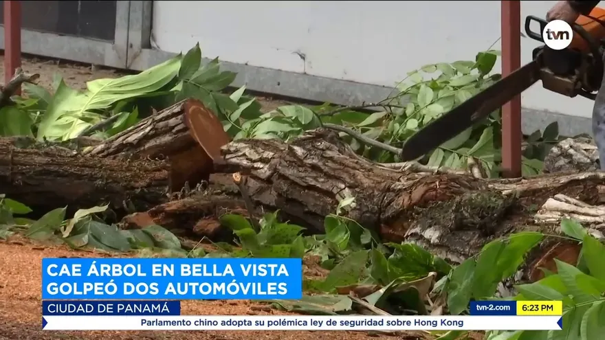 Peligro de árboles enfermos; generan temor por lo que pueda ocurrir