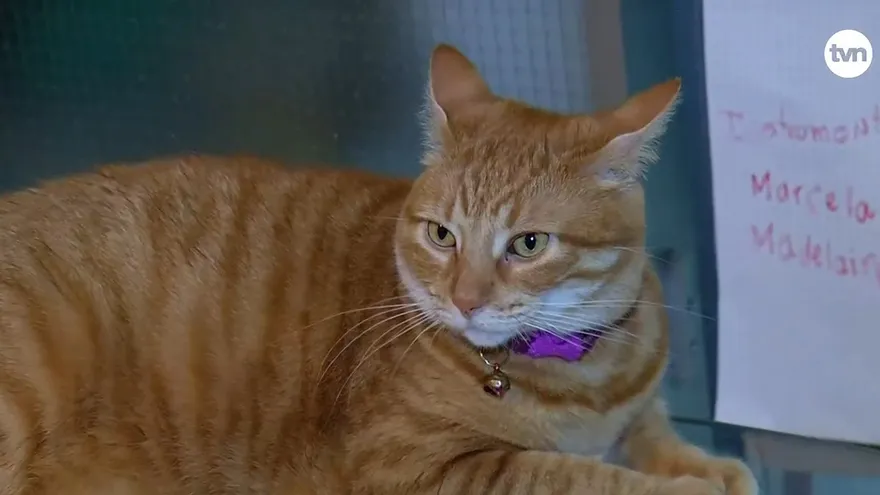 Alta demanda de esterilización de mascotas