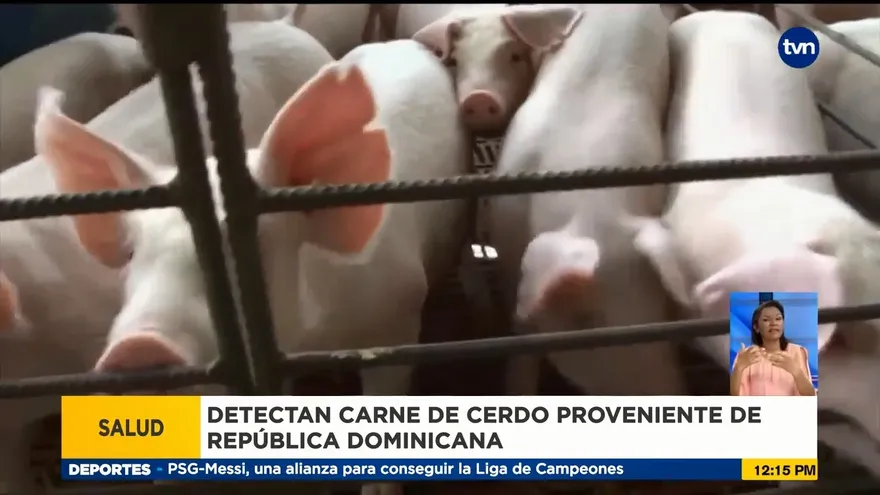 Unidad canina en Aeropuerto de Tocumen detecta carne de cerdo procedente de República Dominicana