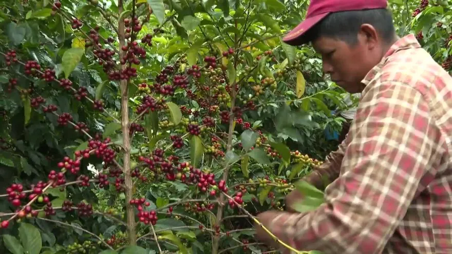 Café geisha, el exótico y carísimo lujo panameño
